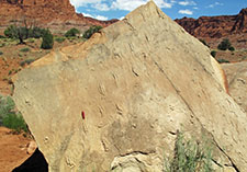 Photograph of Swimming reptile tracks in the Triassic Moenkopi Formation, Capitol Reef National Park, Utah.