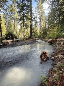 Carbon River flowing through the former Carbon River Road prism near Falls Creek on the northwest side of Mount Rainier National Park, Washington. The road was repeatedly damaged by flooding beginning in the 1990s and was ultimately lost during the park’s flood of record on November 6, 2006. The Carbon River, which originates at Carbon Glacier, reoccupied this portion of the former road corridor during storms in December 2025 (Photo Credit: Scott Beason)
