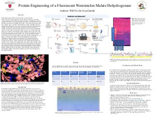 Protein Engineering of a Fluorescent Watermelon Malate Dehydrogenase